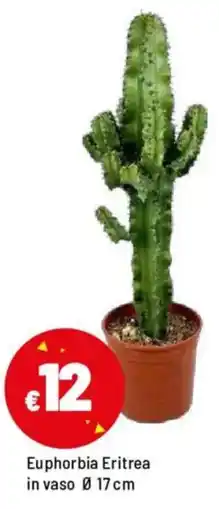 Iper La Grande Euphorbia Eritrea in vaso Ø 17 cm offerta