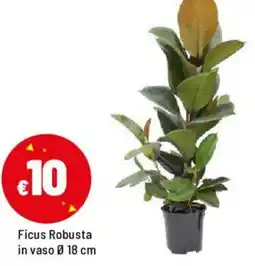Iper La Grande Ficus Robusta in vaso Ø 18 cm offerta