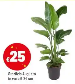 Iper La Grande Sterlizia Augusta in vaso Ø 24 cm offerta
