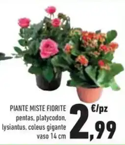 Conad Superstore Piante miste fiorite pentas, platycodon lysiantus, coleus gigante offerta
