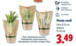 Lidl Piante verdi offerta