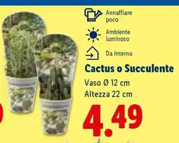 Lidl Cactus o succulente offerta