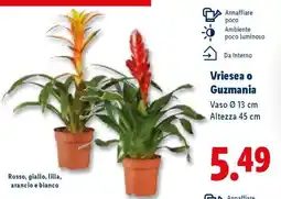 Lidl Vriesea o Guzmania offerta