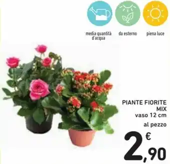 Spazio Conad Piante Fiorite Mix vaso 12 cm offerta