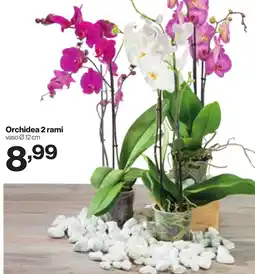 In'S Mercato Orchidea 2 rami offerta
