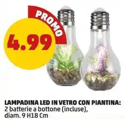 PENNY Lampadina LED in vetro con piantina offerta