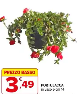 Iperal Portulacca offerta