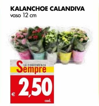 Tigros Kalanchoe Calandiva Vaso 12 cm offerta