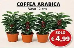D'Italy Coffea arabica offerta