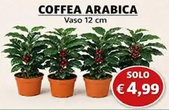 Coffea arabica