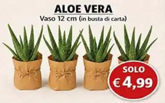 D'Italy Aloe vera offerta