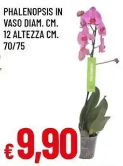 A&O Phalenopsis in vaso diam. cm. 12 altezza cm. 70/75 offerta