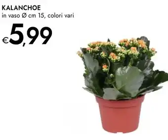 Bennet Kalanchoe offerta