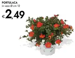 Bennet Portulaca offerta