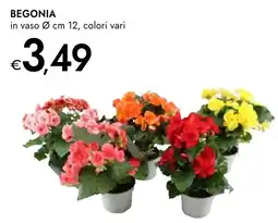 Bennet Begonia offerta