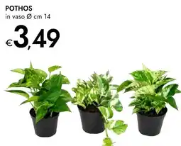 Bennet Pothos offerta