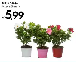 Bennet Dipladenia offerta