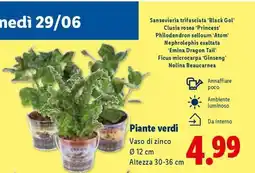 Lidl Piante verdi offerta