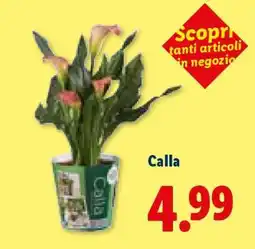 Lidl Calla offerta