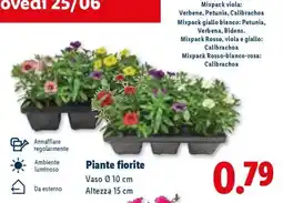 Lidl Piante fiorite offerta