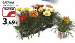 Coop Superstore Gazania offerta