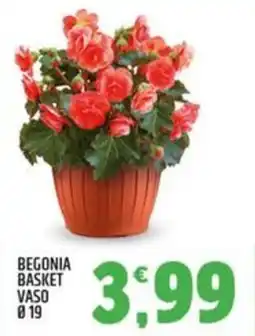 Ard Discount Begonia basket offerta