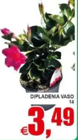Pewex Dipladenia vaso 14 offerta