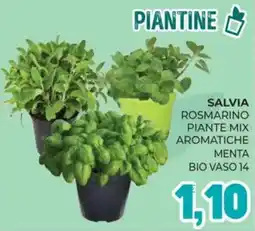 Eté Salvia rosmarino piante mix aromatiche menta bio vaso 14 offerta