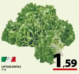 A&O Lattuga gentile offerta