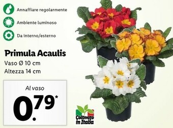 Primula acaulis