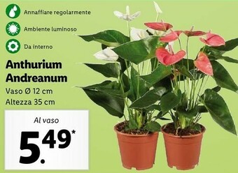 Lidl Anthurium andreanum offerta