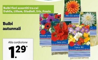 Lidl Bulbi autunnali offerta