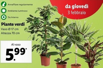 Lidl Piante verdi offerta