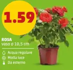 PENNY Rosa offerta