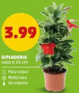 PENNY Dipladenia vaso ø 14 cm offerta