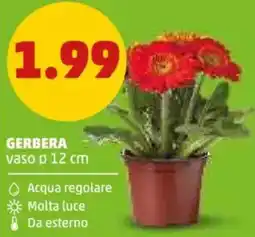 PENNY Gerbera vaso ø 12 cm offerta