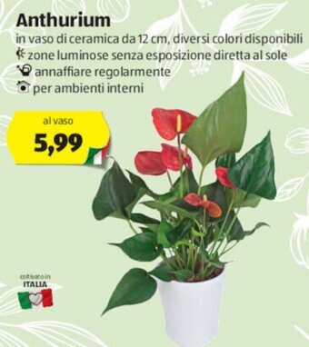 Anthurium