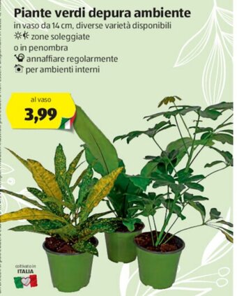 ALDI Piante verdi depura ambiente offerta