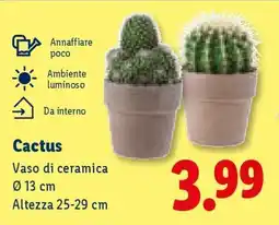 Lidl Cactus offerta