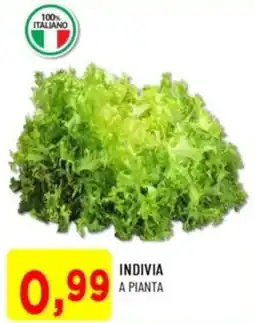 DPiù Indivia a pianta offerta