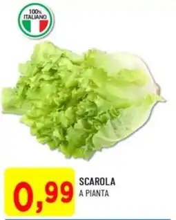 DPiù Scarola a pianta offerta