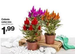 In'S Mercato Celosia color mix offerta
