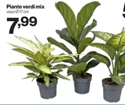 In'S Mercato Piante verdi mix offerta