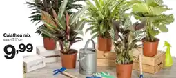 In'S Mercato Calathea mix offerta