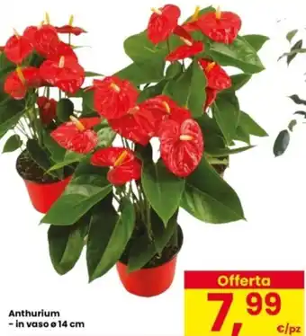 Interspar Anthurium offerta