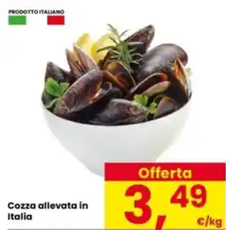 Interspar Cozza allevata in Italia offerta