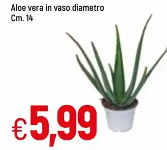 Famila Aloe vera in vaso diametro Cm.14 offerta