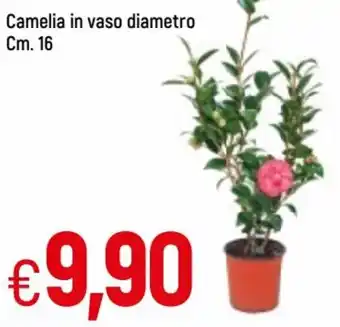 Famila Camelia in vaso diametro Cm.16 offerta