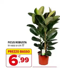 Iperal Ficus robusta offerta