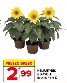 Helianthus girasole